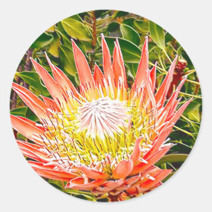Protea Australische Blumenfotografie Runder Aufkleber