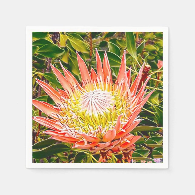 Protea Australische Blumenfotografie Serviette (Vorderseite)