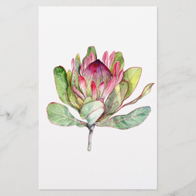 Protea-Blume (Vorderseite)