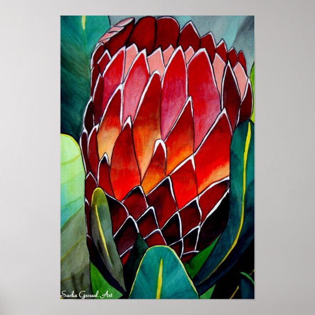 Protea Blume Aquarellmalerei Poster (Vorne)