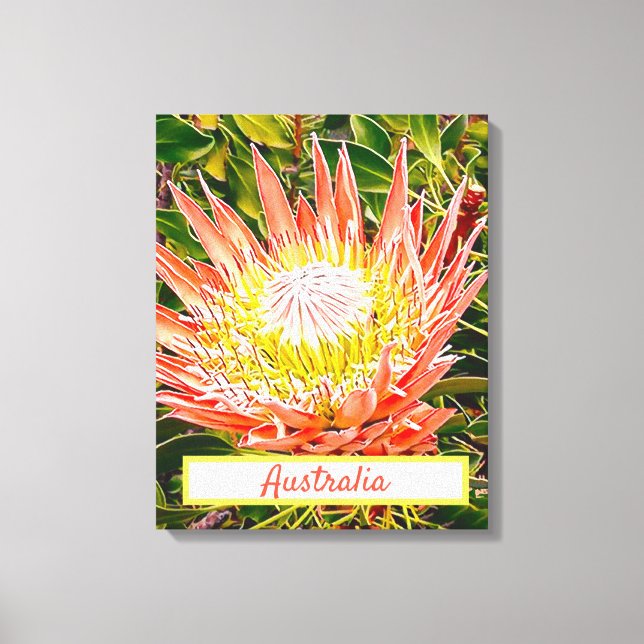 Protea Blume Australischer Reisedruck Leinwanddruck (Vorderseite)