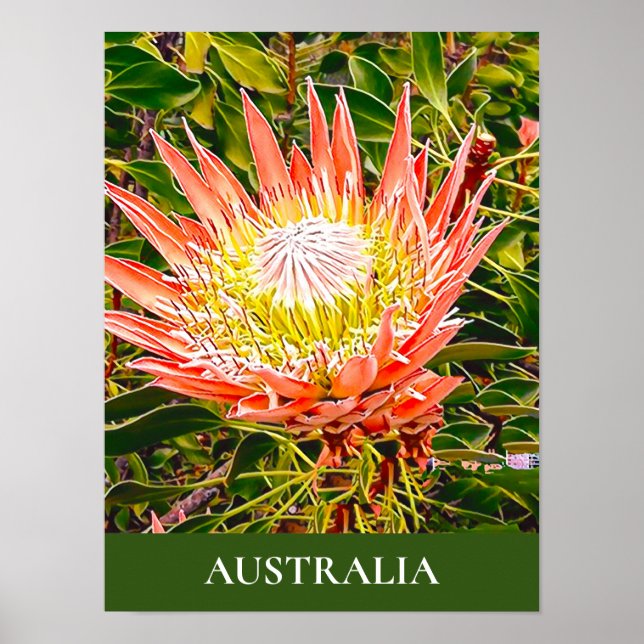 Protea Blume Australischer Reisedruck Poster (Vorne)