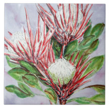 Protea-Blume