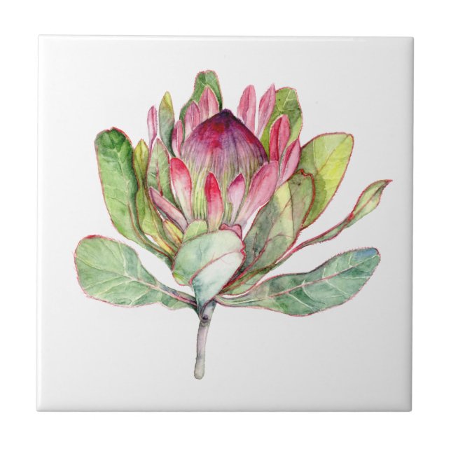 Protea-Blume Fliese (Vorderseite)