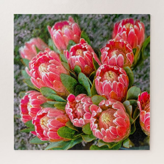 Protea Blume   Foto 20' x 20' 676 Stück Puzzle (Horizontal)