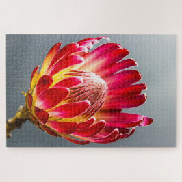 Protea Blume Foto Puzzle
