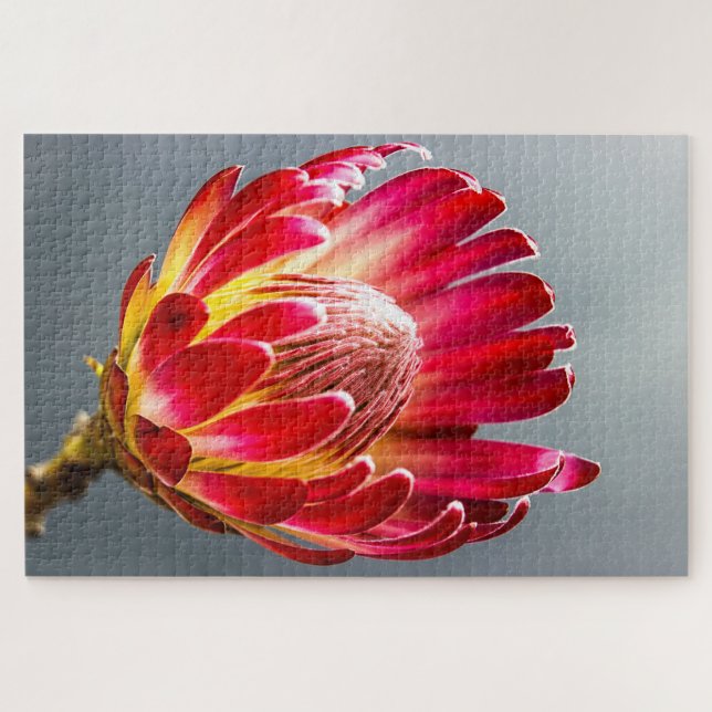 Protea Blume Foto Puzzle (Horizontal)