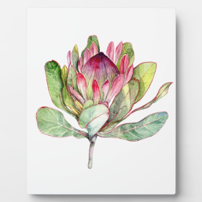 Protea-Blume Fotoplatte (Vorderseite)