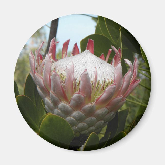 Protea Blume Hawaii Magnet (Vorne)