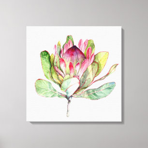 Protea-Blume Leinwanddruck