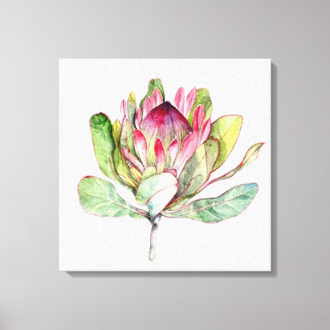 Protea-Blume Leinwanddruck (Vorderseite)