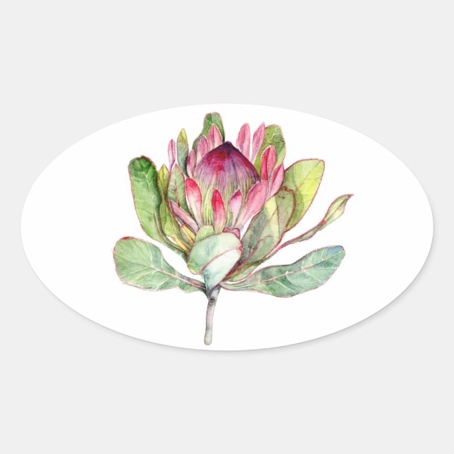 Protea-Blume Ovaler Aufkleber (Vorderseite)