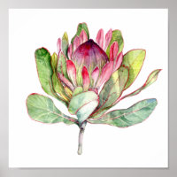 Protea-Blume