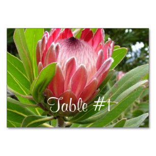 Protea-Blume Tischnummer