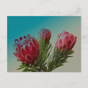 Protea-Blumen Postkarte