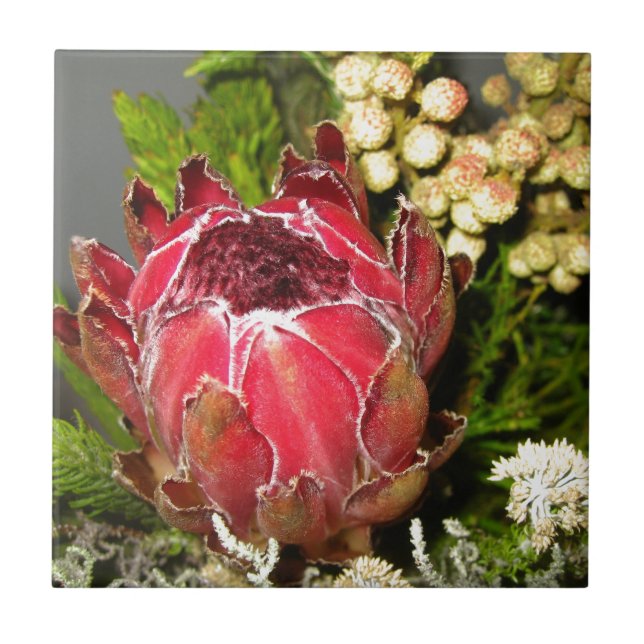 Protea-Blumenstrauß Fliese (Vorderseite)
