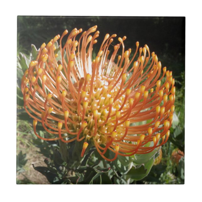 Protea Fliese (Vorderseite)