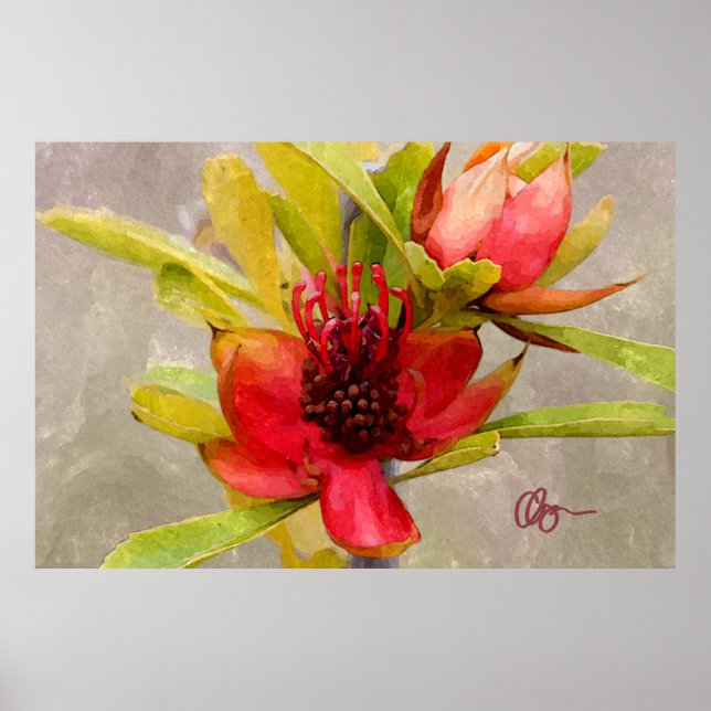 Protea-Liebe Poster (Vorne)