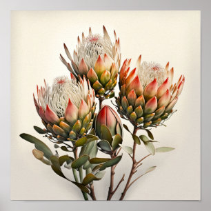 Protea Sugarbushes Blume Art Print Poster