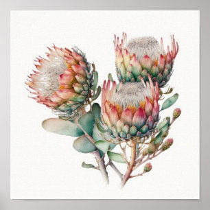 Protea Sugarbushes Blume Art Print Poster