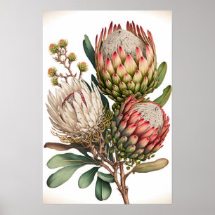 Protea Sugarbushes Blume Art Print Poster