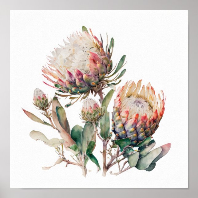 Protea Sugerbuchs Blume Art Print Poster (Vorne)
