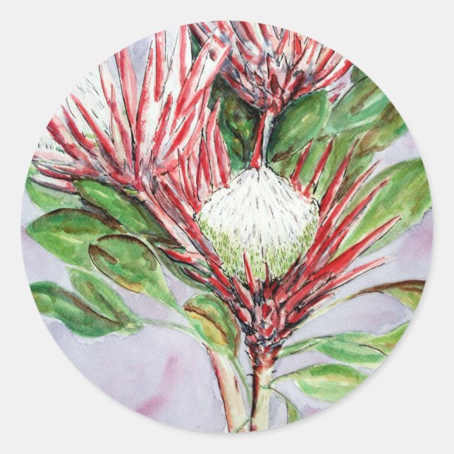 Proteas Runder Aufkleber (Vorderseite)