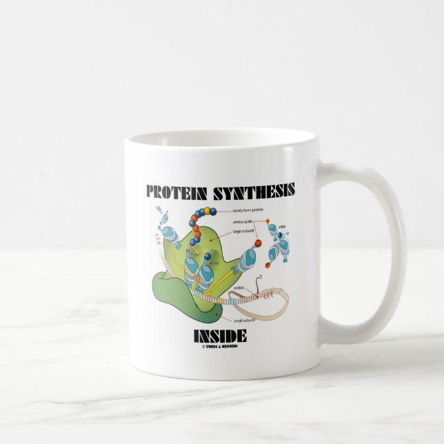 Protein-Synthese-Innere (Zellbiologie) Tasse (Rechts)