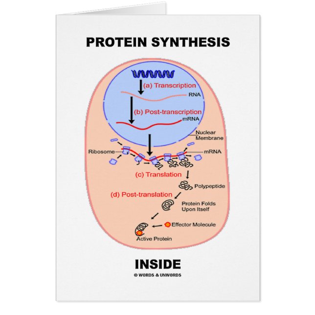 Protein-Synthese-Innere (Zellen-Prozessdiagramm) (Vorne)