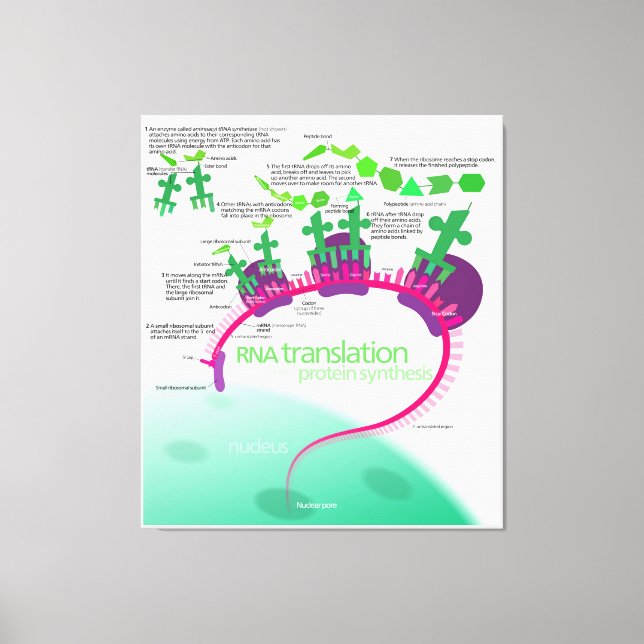 Proteinsynthese-Diagramm der RNA-Übersetzung Leinwanddruck (Vorderseite)