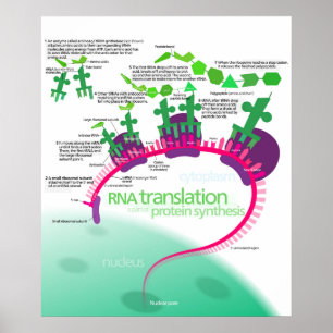 Proteinsynthese-Diagramm der RNA-Übersetzung Poster