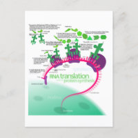 Proteinsynthese-Diagramm der RNA-Übersetzung