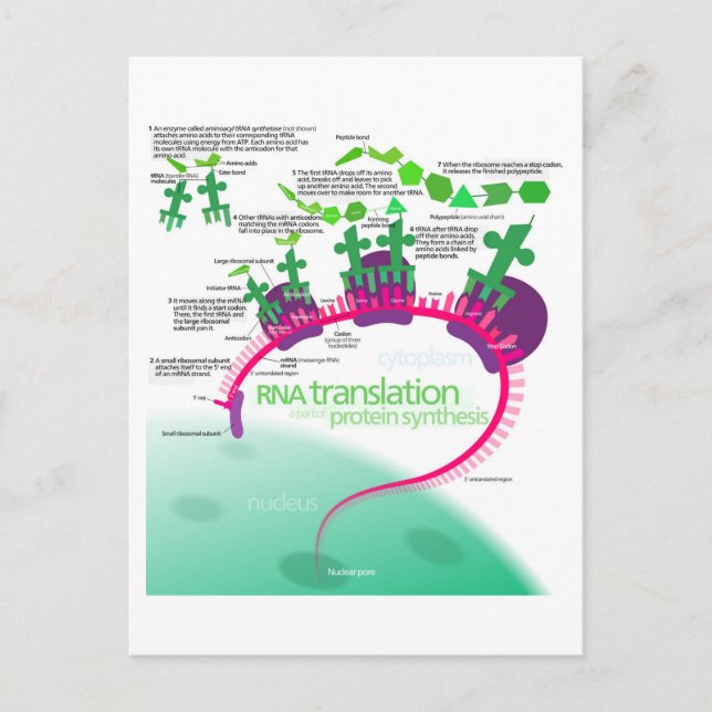 Proteinsynthese-Diagramm der RNA-Übersetzung Postkarte (Vorderseite)