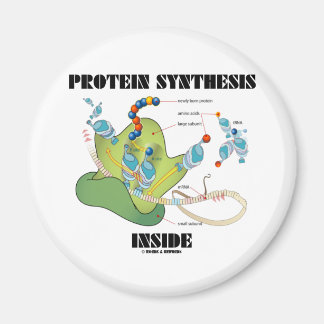Proteinsynthese innerhalb (Zellbiologie) Magnet