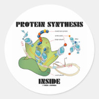 Proteinsynthese innerhalb (Zellbiologie)
