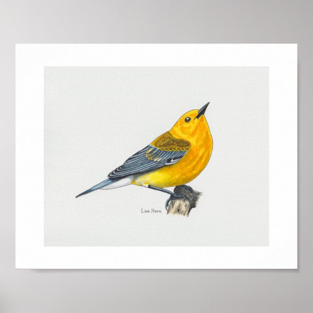 Prothonotary Warbler Art Print Poster (Vorne)