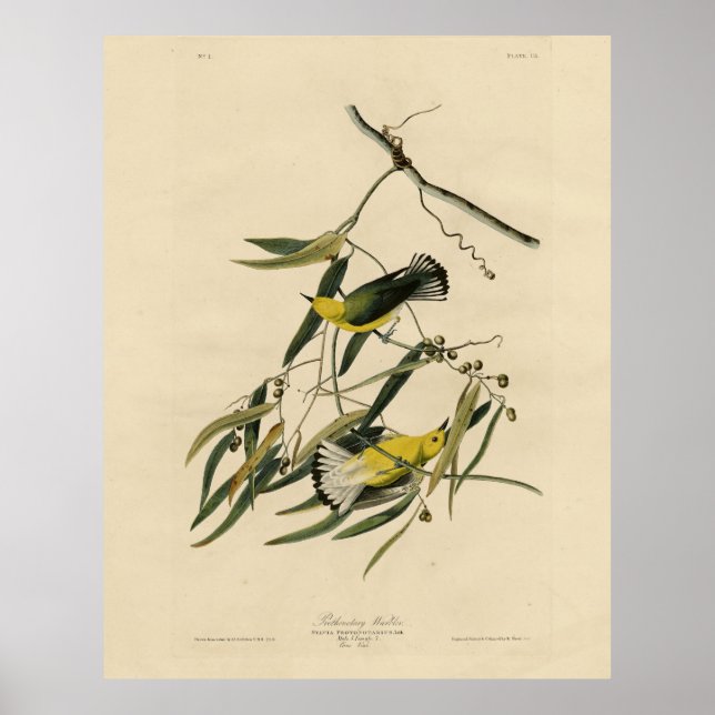 Prothonotary Warbler - Audubons Vögel in Amerika Poster (Vorne)