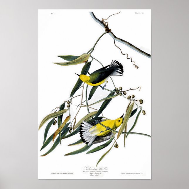 Prothonotary Warbler John James Audubon Birds Poster (Vorne)
