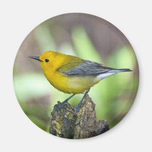 Prothonotary Warbler Magnet