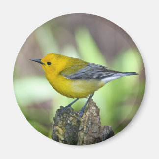 Prothonotary Warbler Magnet