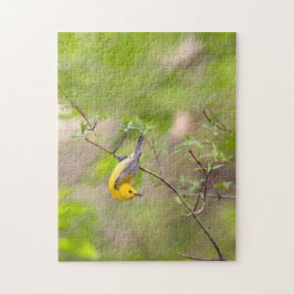 Prothonotary Warbler Puzzle