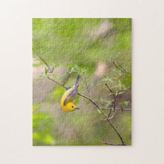 Prothonotary Warbler Puzzle