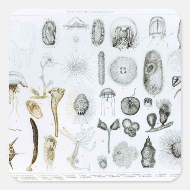 Protozoa und Coelenterata Quadratischer Aufkleber (Vorderseite)