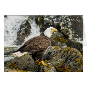 Proud Bald Eagle