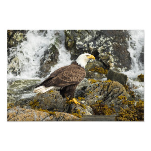 Proud Bald Eagle Fotodruck