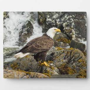 Proud Bald Eagle Fotoplatte