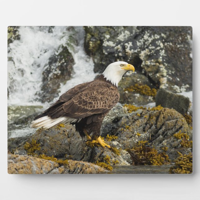 Proud Bald Eagle Fotoplatte (Vorderseite)