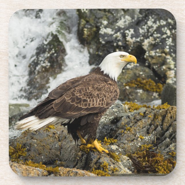 Proud Bald Eagle Getränkeuntersetzer (Vorderseite)