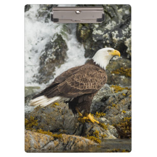 Proud Bald Eagle Klemmbrett
