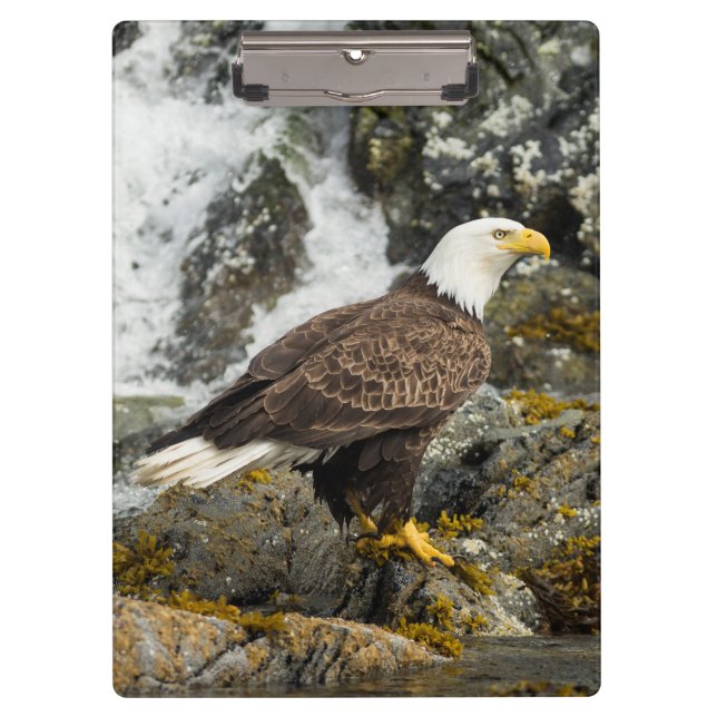 Proud Bald Eagle Klemmbrett (Vorderseite)